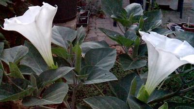 Datura inoxia